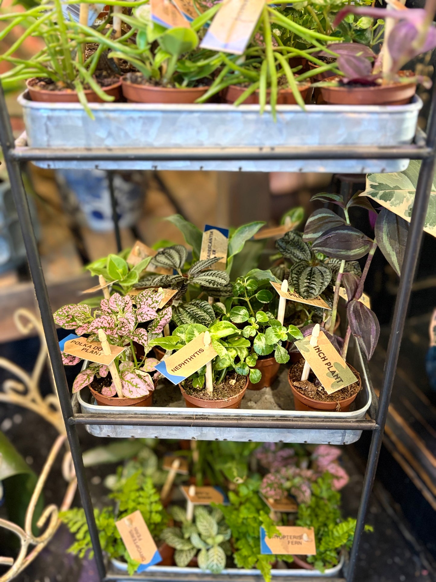 2" Tropicals