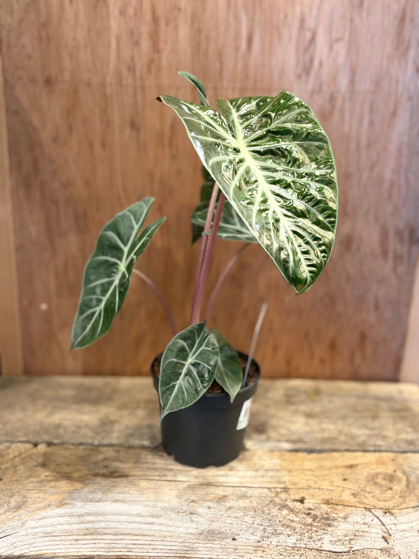 6" Alocasia