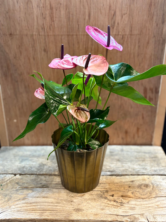 6" Anthurium Plant