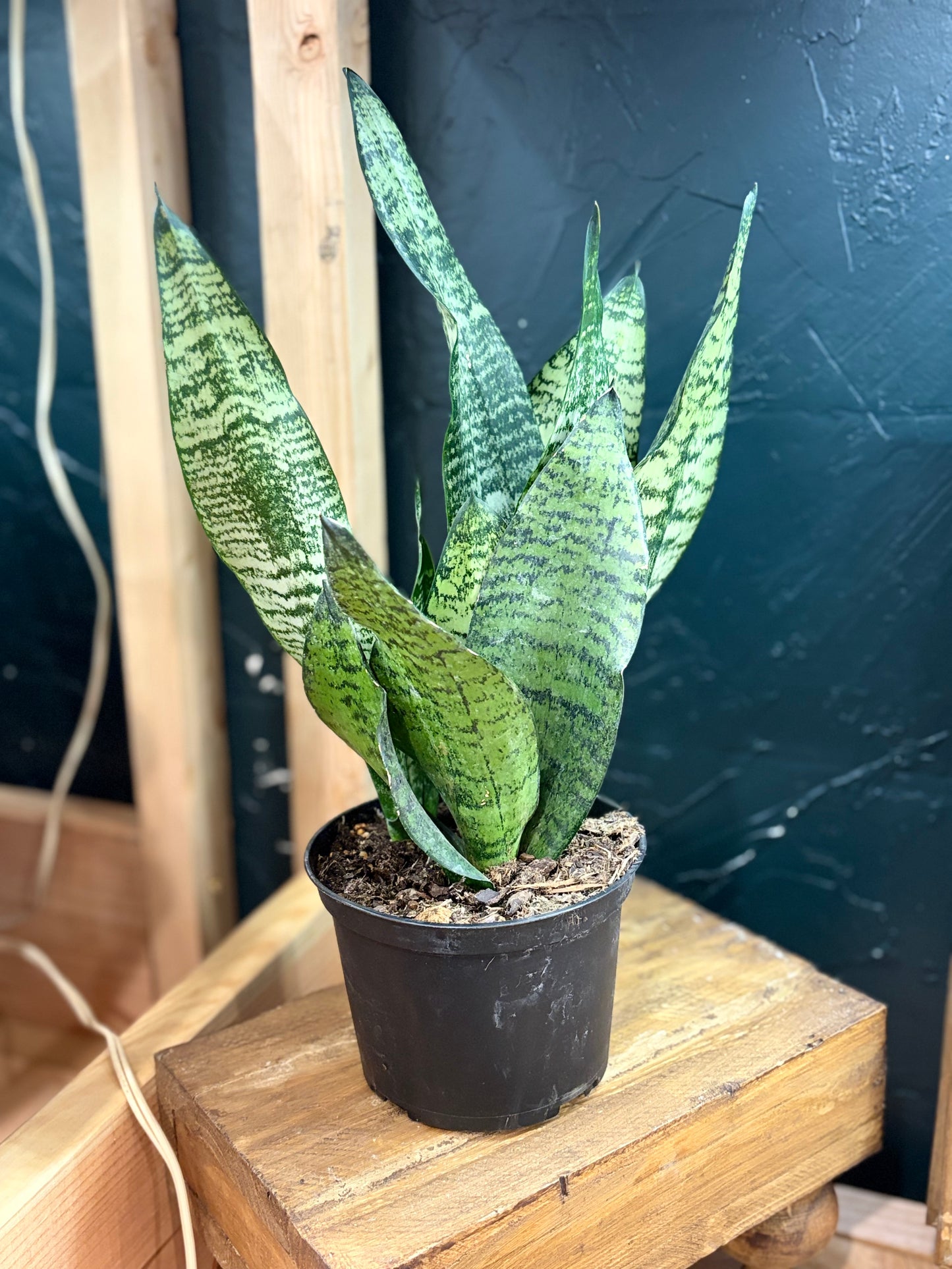 snake plant