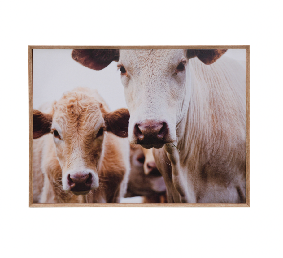 Wood Framed Wall Décor with Cows Photography