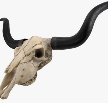 Long Horn Cow Skull Wall Hanging Longhorn Steer