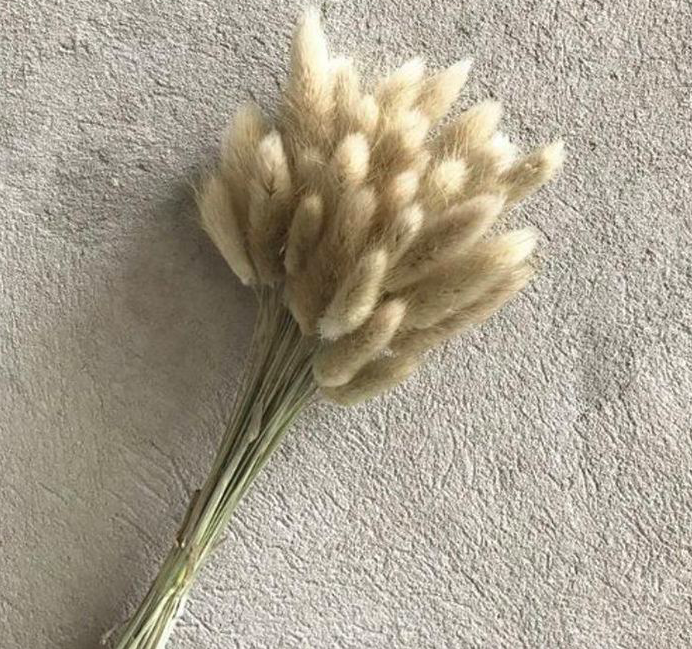 Dried Bunny Tail, Floral Decor